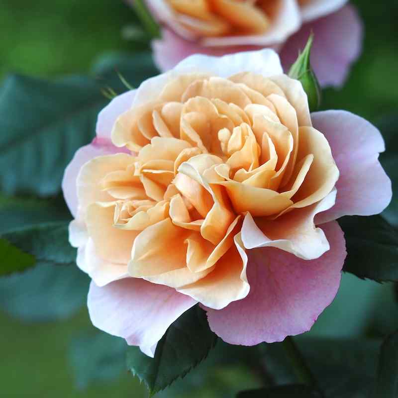 Rosa ‘Distant Drums’