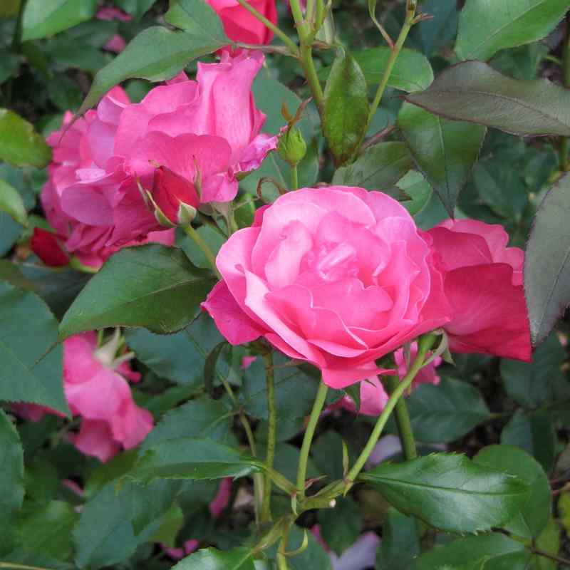 Rosa ‘Dolly’