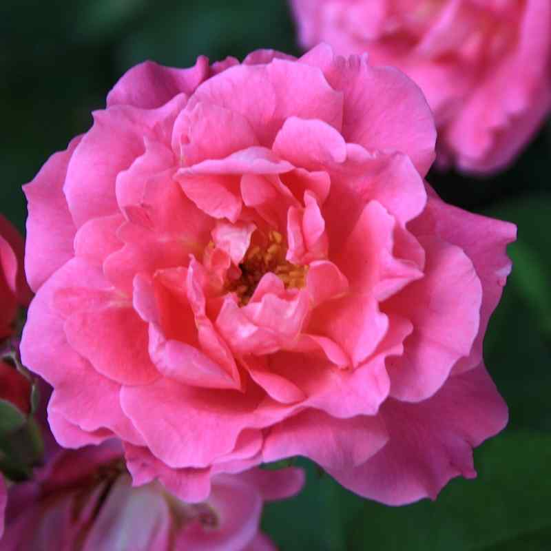 Rosa ‘Dornröschen’