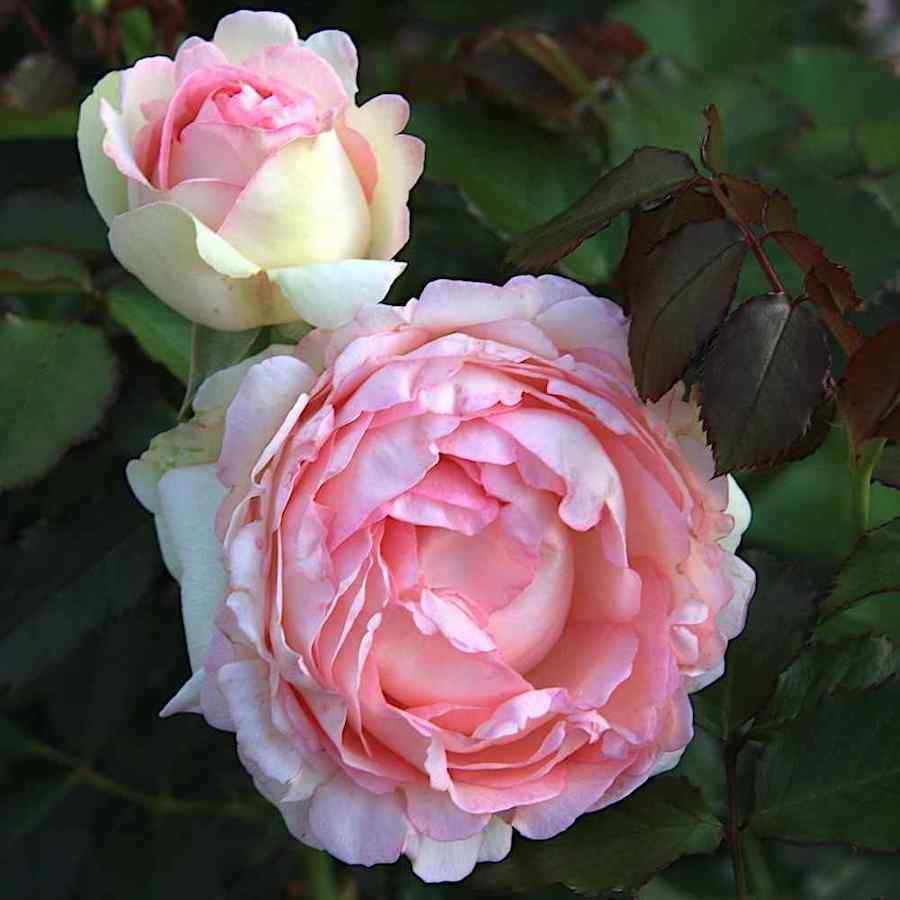 Rosa ‘Eden Rose’