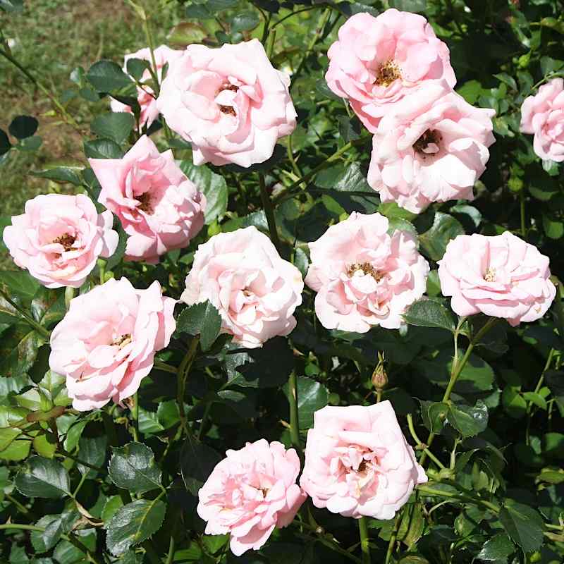 Rosa ‘Egeskov’