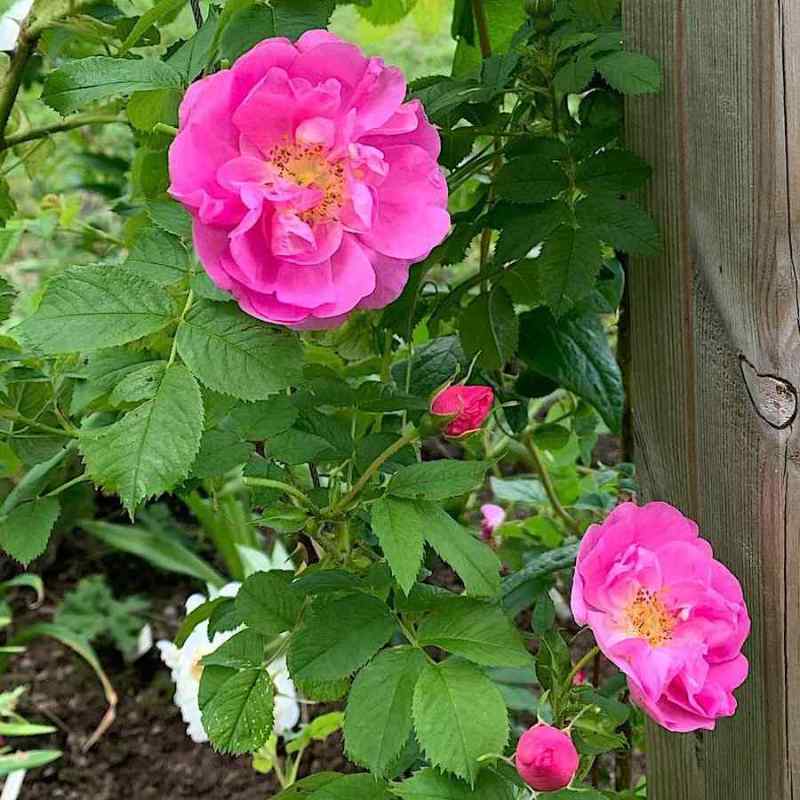 Rosa ‘Elle’