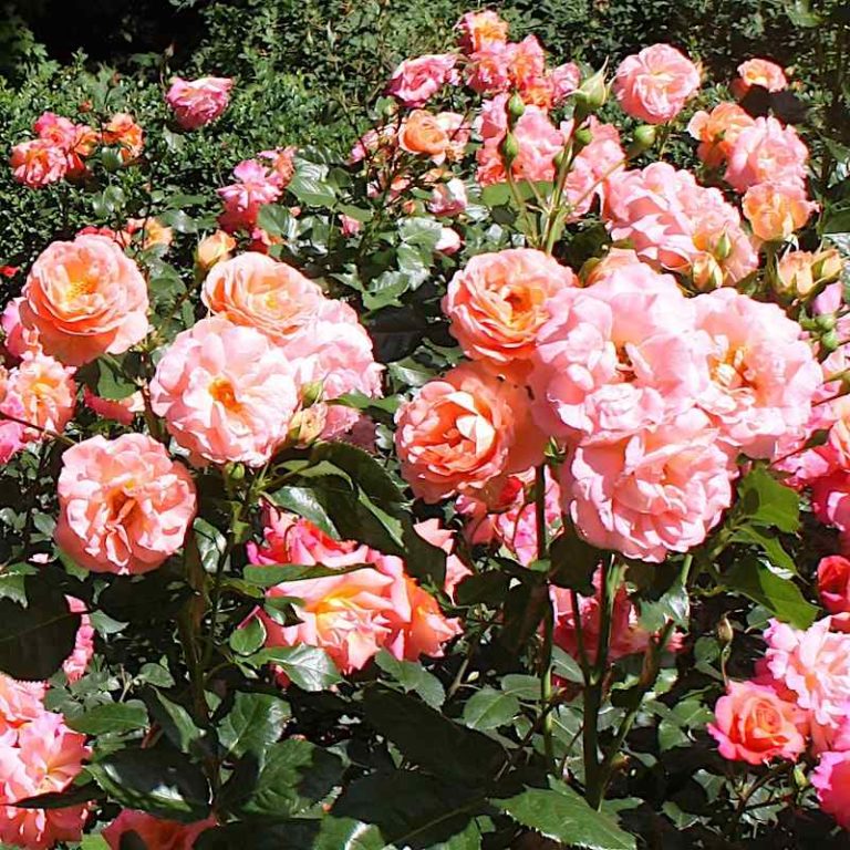 Rosa Frisinger Morgenrote