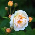 Rosa Ghislaine de Feligonde