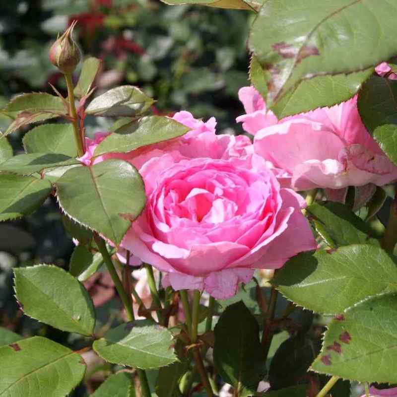 Rosa ‘Ghita Renessance’