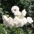 Rosa Hampton Palace