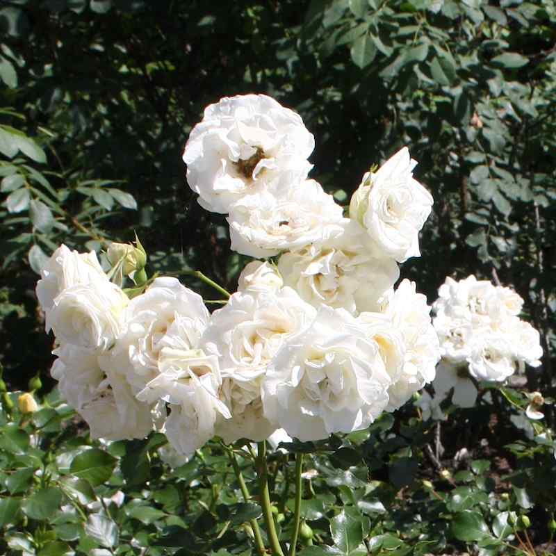 Rosa ‘Hampton Palace’