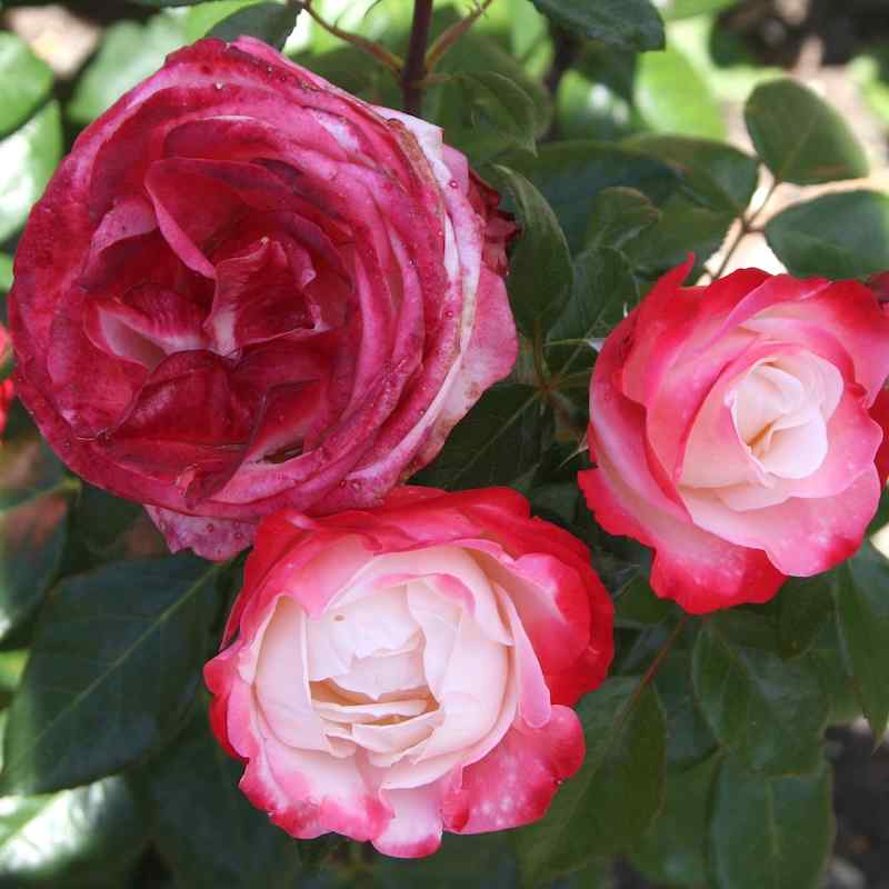 Rosa Händel