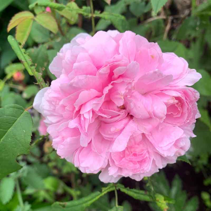 Rosa ‘Jacques Cartier’
