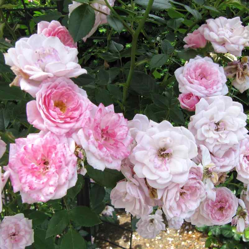 Rosa ‘Jeanne La Joie’