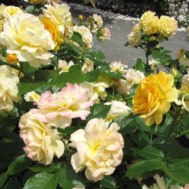 Rosa ‘Julia Child’