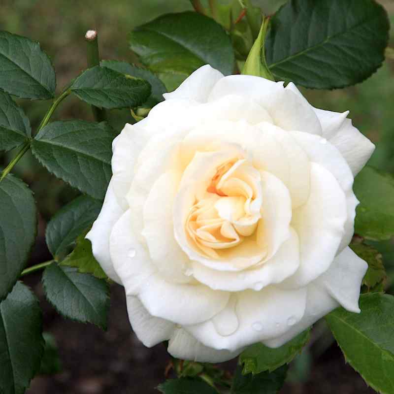 Rosa ‘La Paloma’