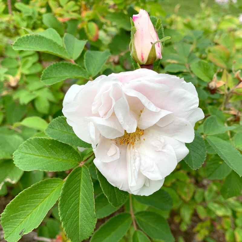 Rosa ‘Lac Majeau’