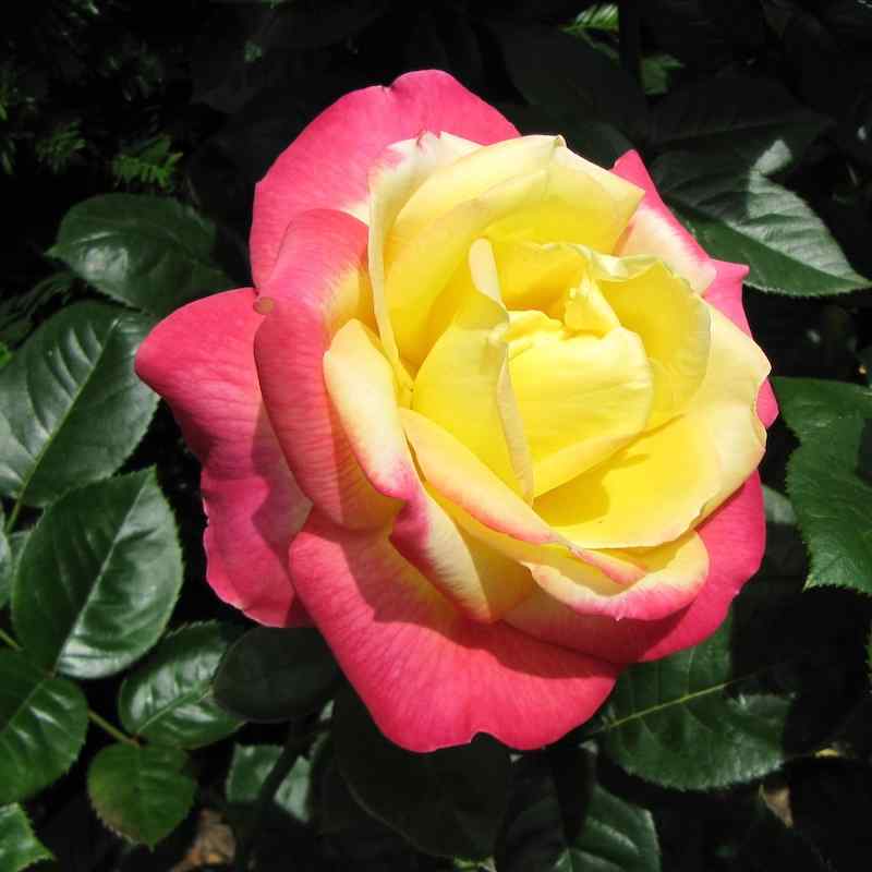 Rosa ‘Love and Peace’