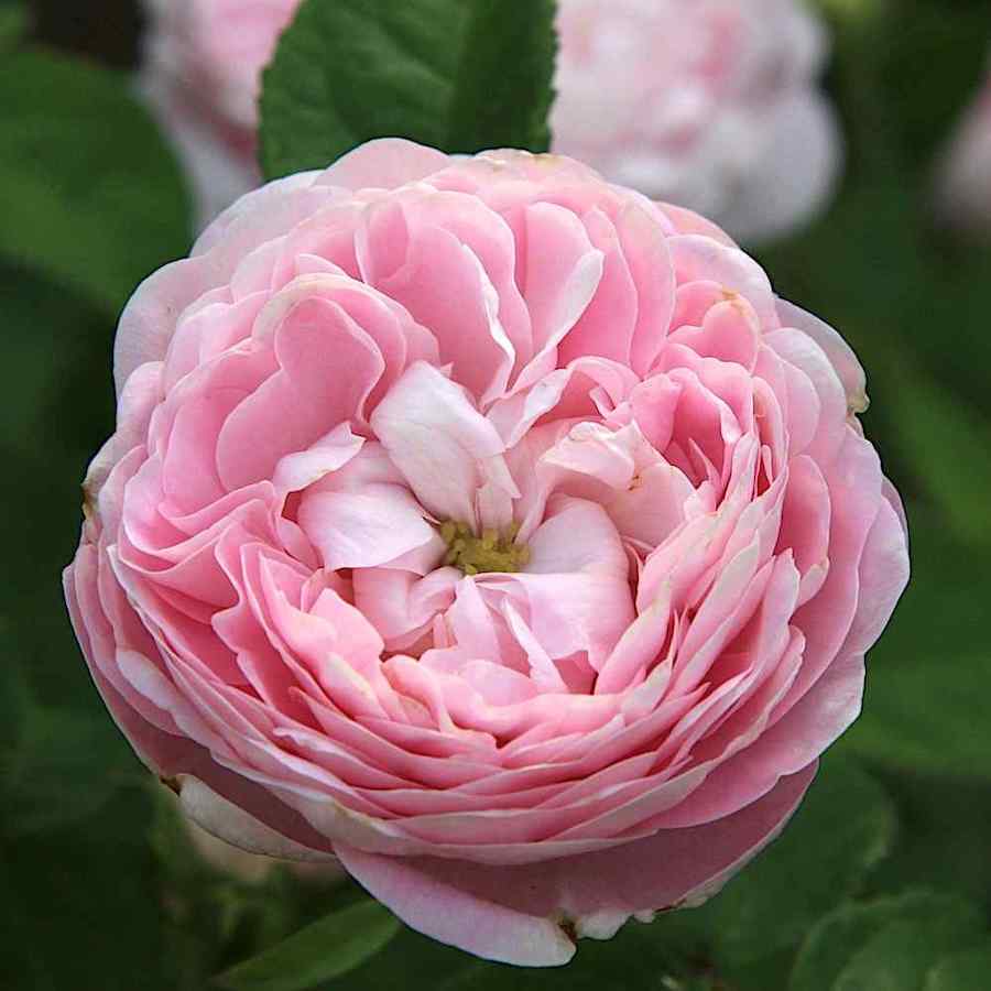 Rosa ‘Maiden’s Blush’