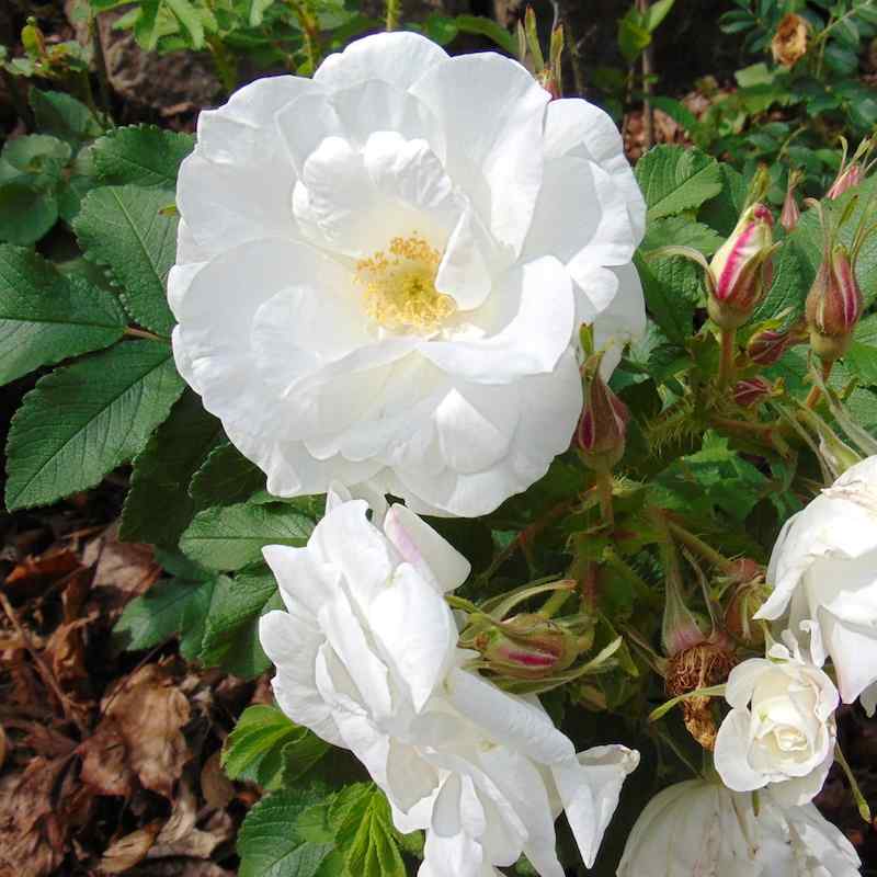 Rosa ‘Marie Bugnet’