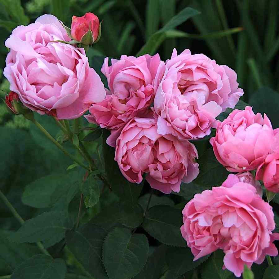 Rosa ‘Mary Rose’