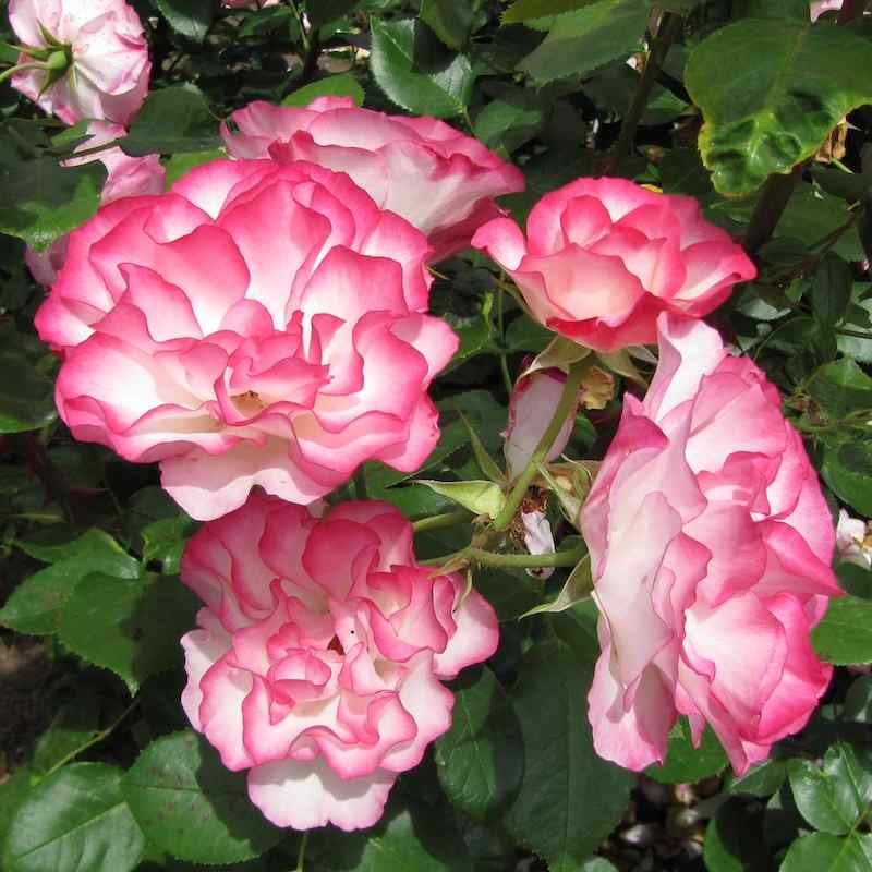 Rosa ‘Nicole’