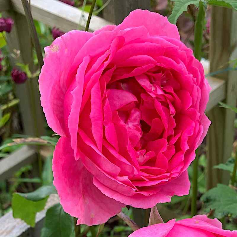 Rosa ‘Pink Cloud’