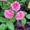 Rosa Pink Grootendorst