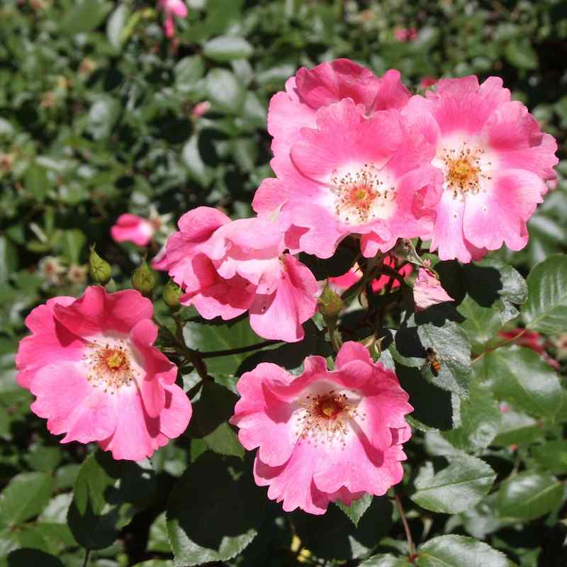 Rosa Pink Meidiland