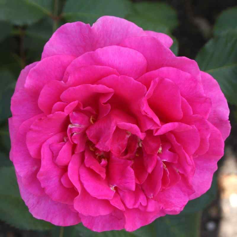 Rosa ‘Princess Alexandra Renaissance’