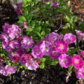Rosa Purple Skyliner