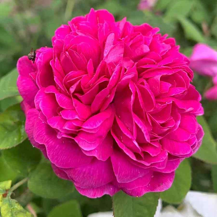 Rosa ‘Rose de Rescht’