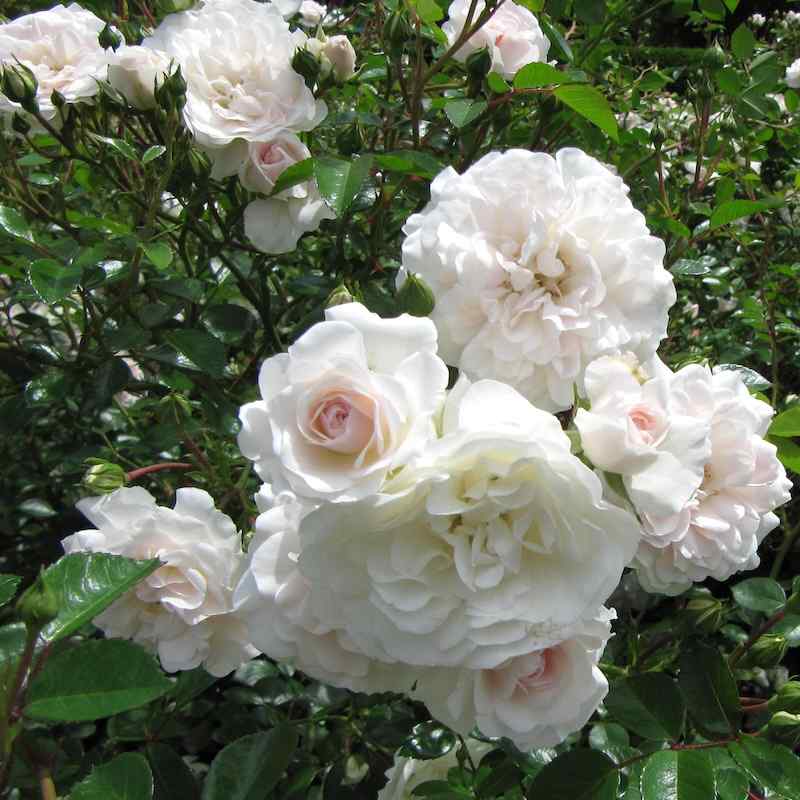 Rosa ‘Sea Foam’