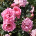 Rosa Sommervind