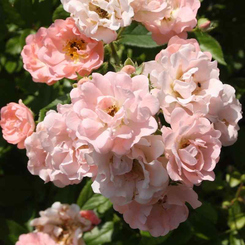 Rosa ‘Souvenir d’Adolphe Turc’