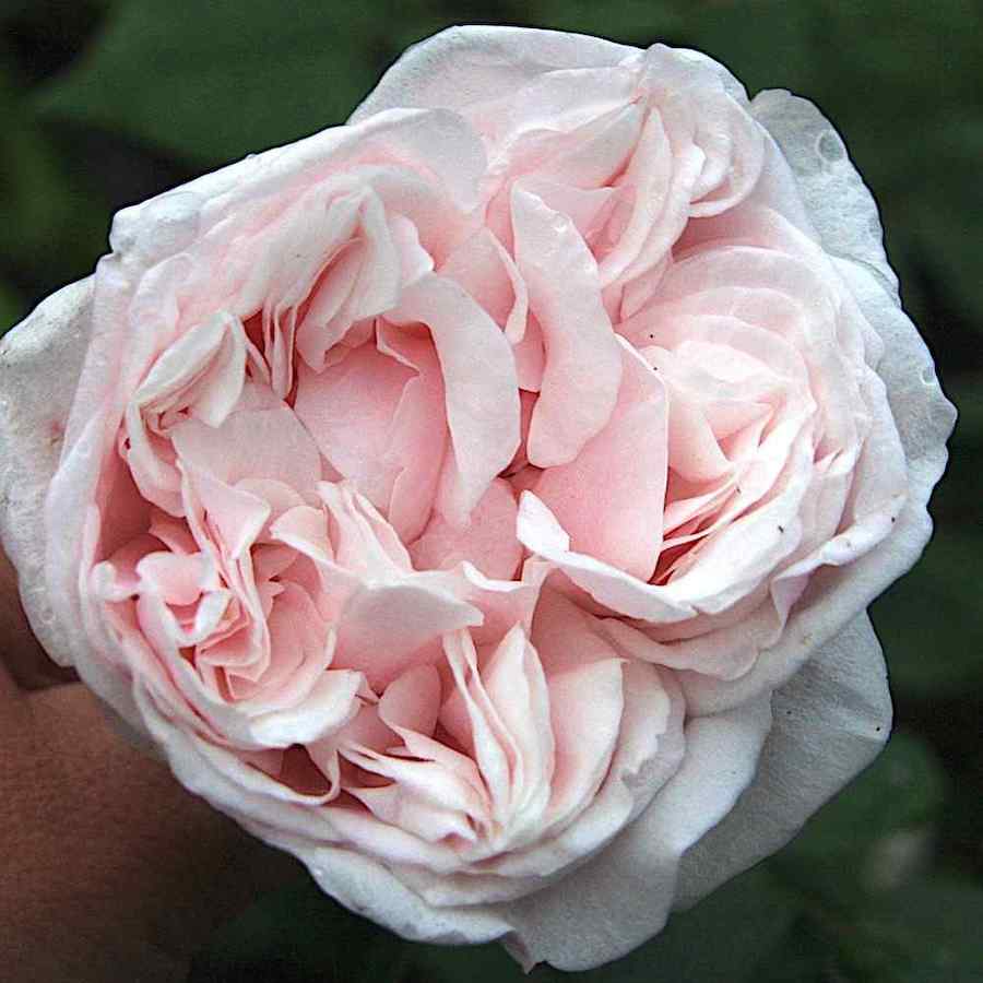 Rosa ‘Souvenir de la Malmaison’