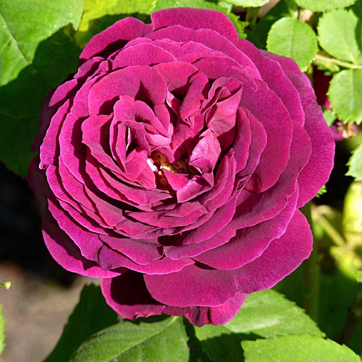 Rosa ‘Souvenir du Docteur Jamain’