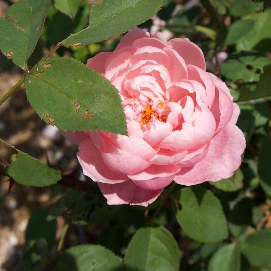 Rosa ‘The Alnwick Rose’