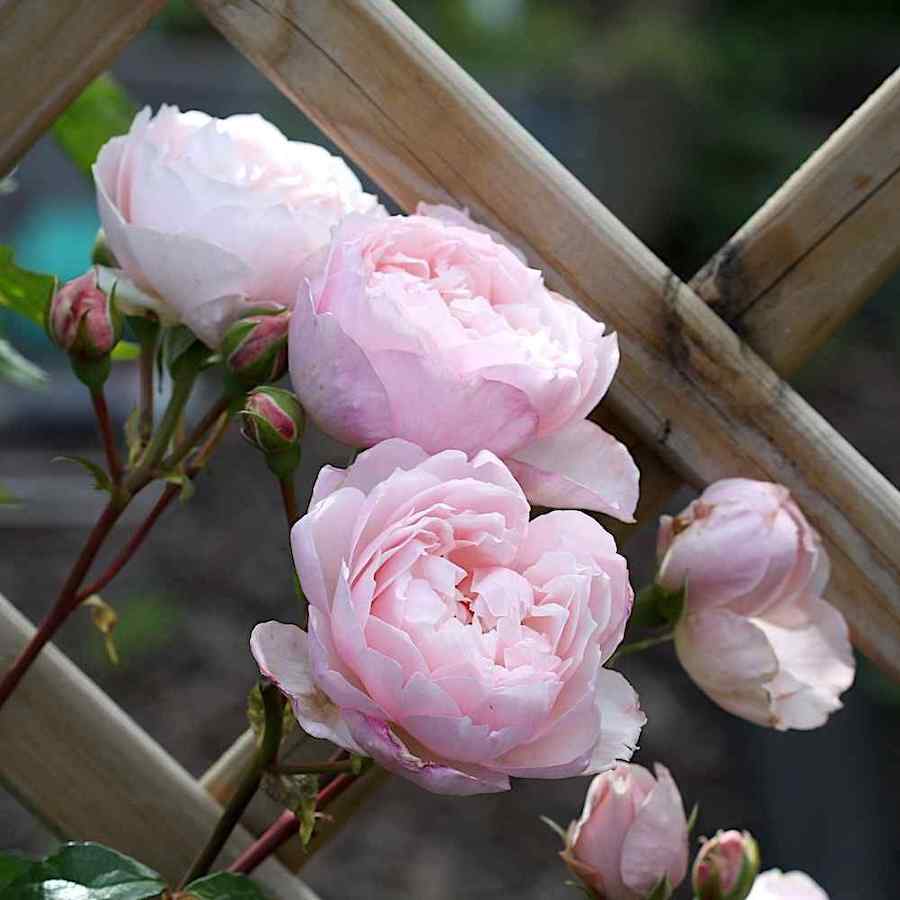 Rosa ‘The Generous Gardener’