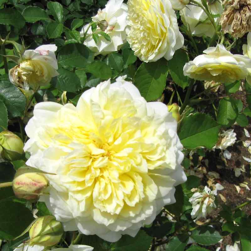 Rosa ‘The Pilgrim’