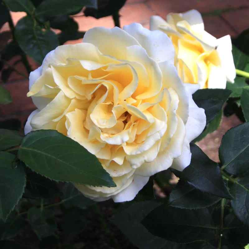 Rosa ‘Tivoli 150’