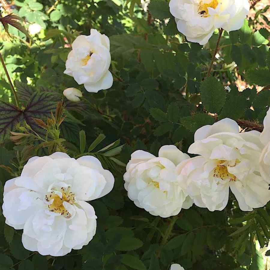 Rosa pimpinellifolia ‘Totenvik’