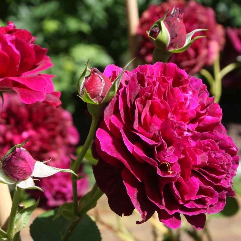 Rosa ‘Tradescant’