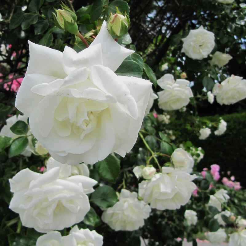 Rosa ‘White Dawn’