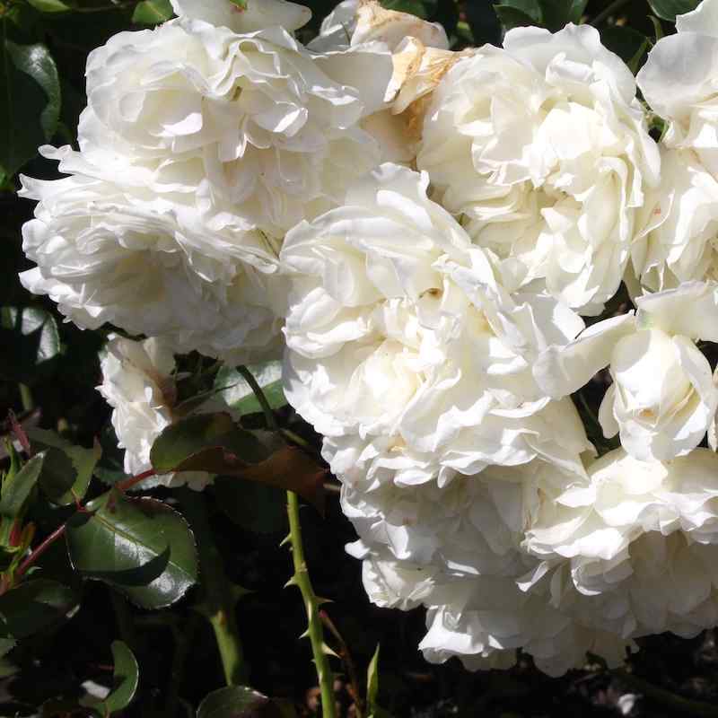 Rosa White Meidiland