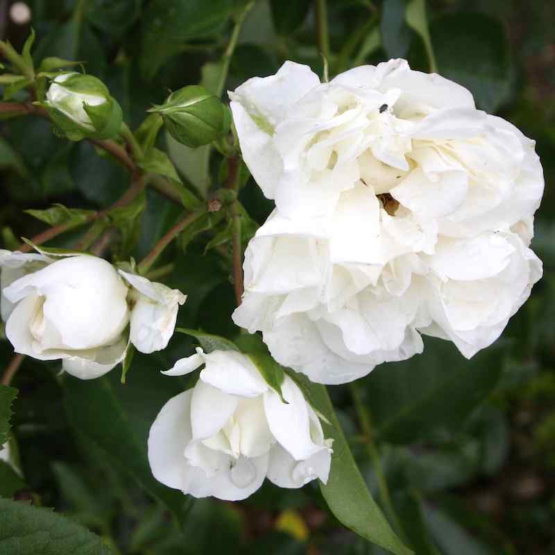 Rosa ‘White Nights’