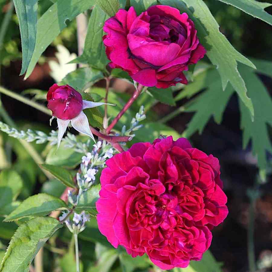 Rosa ‘William Shakespeare 2000’