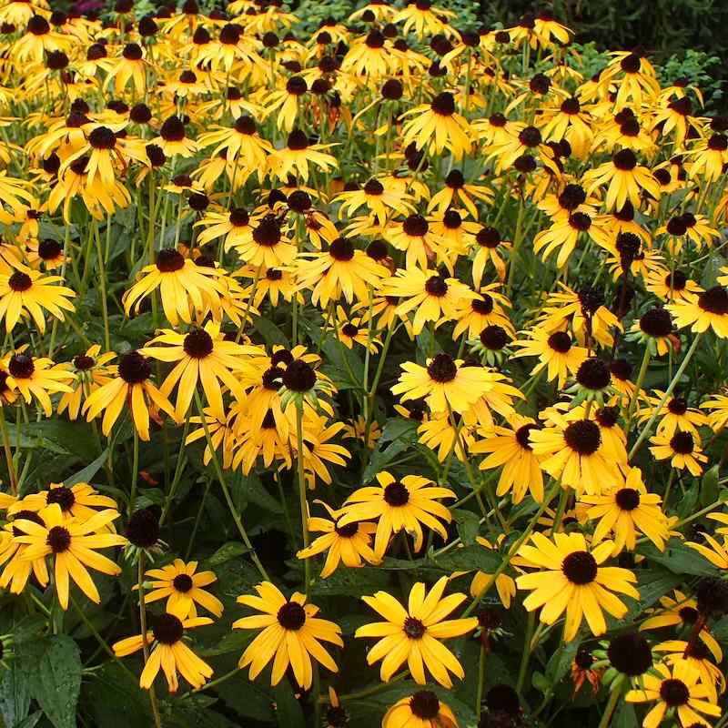 Rudbeckia fulgida Goldsturm