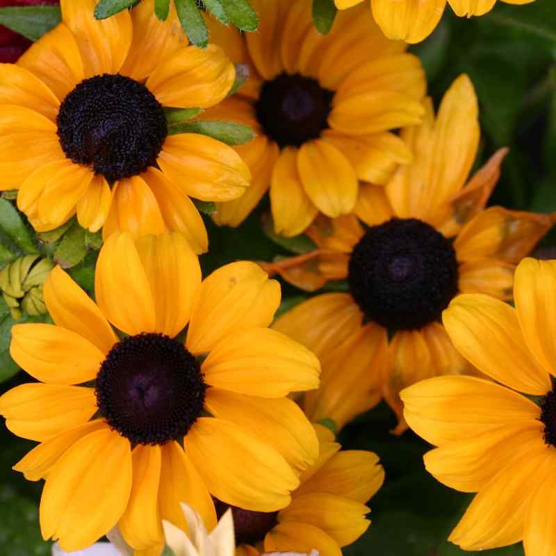 Rudbeckia hirta
