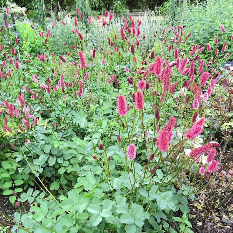 Sanguisorba menziesii