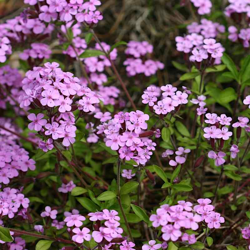 Saponaria ocymoides – Krypsåpeurt