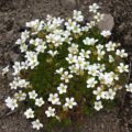 Saxifraga arendsii 'Findling'