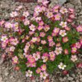 Saxifraga arendsii ‘Peter Pan’