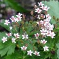 Saxifraga umbrosa